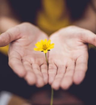 Hands holding a flower